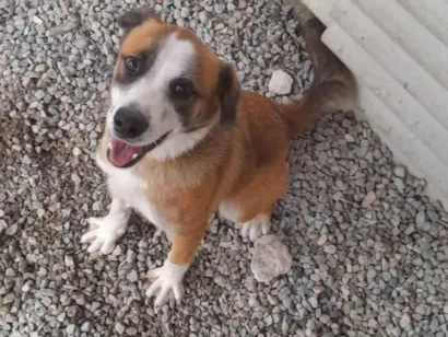 Cachorro raça Pit-Bull idade 7 a 11 meses nome Zeus 