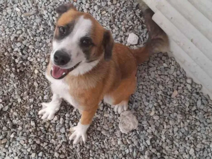 Cachorro ra a Pit-Bull idade 7 a 11 meses nome Zeus 
