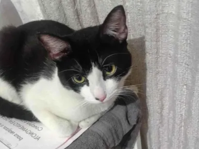 Gato raça SRD-ViraLata idade 7 a 11 meses nome Theo 