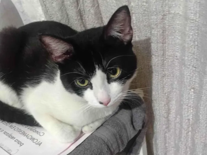 Gato ra a SRD-ViraLata idade 7 a 11 meses nome Theo 