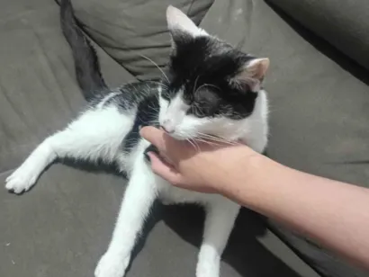 Gato raça SRD-ViraLata idade 7 a 11 meses nome zaion