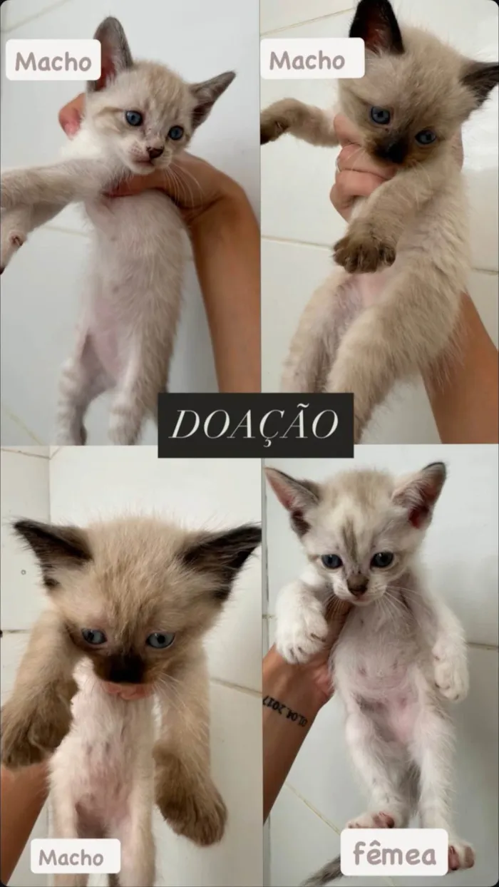 Gato ra a SRD-ViraLata idade 2 a 6 meses nome Não tem nomes 