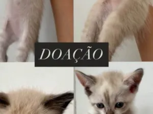 Gato raça SRD-ViraLata idade 2 a 6 meses nome Não tem nomes 
