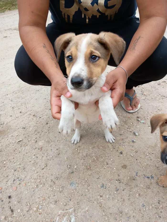 Cachorro ra a SRD-ViraLata idade 2 a 6 meses nome Matrix 