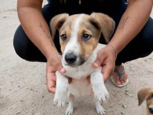 Cachorro raça SRD-ViraLata idade 2 a 6 meses nome Matrix 