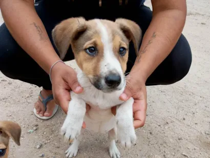 Cachorro raça SRD-ViraLata idade 2 a 6 meses nome Matrix 