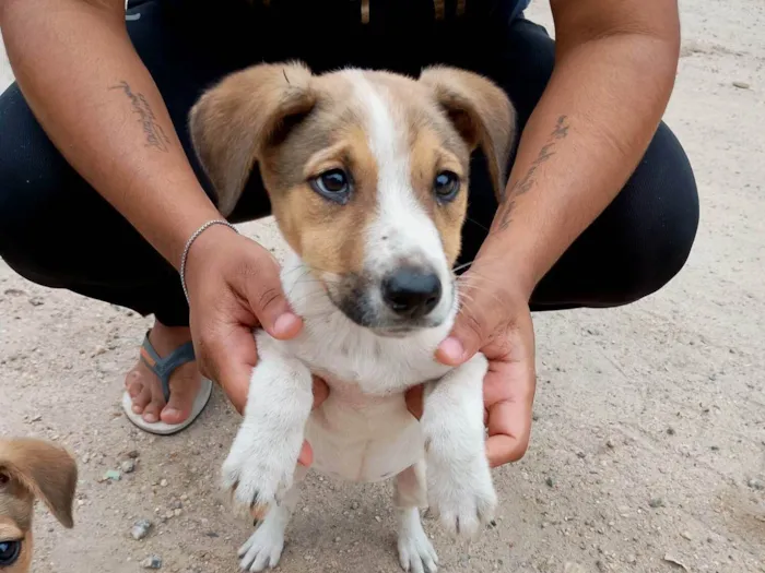 Cachorro ra a SRD-ViraLata idade 2 a 6 meses nome Matrix 