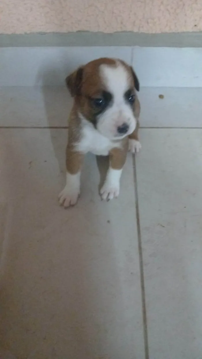 Cachorro ra a SRD-ViraLata idade Abaixo de 2 meses nome Ainda sem nome