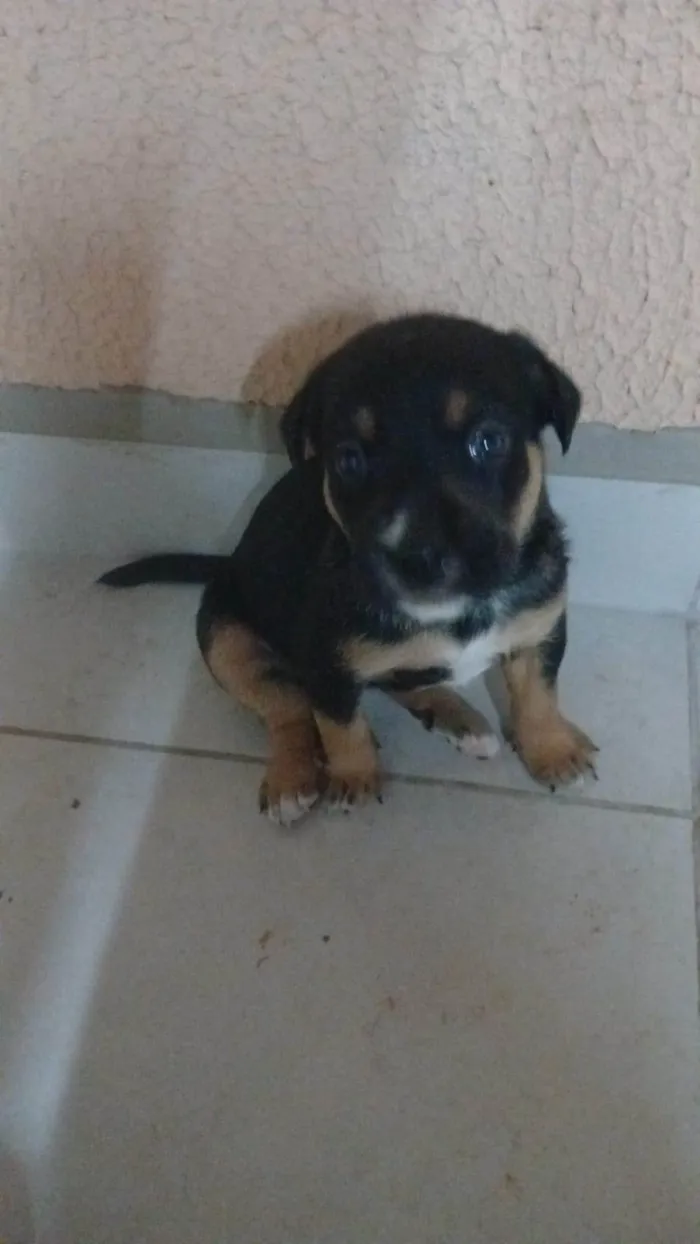 Cachorro ra a SRD-ViraLata idade Abaixo de 2 meses nome Ainda sem nome