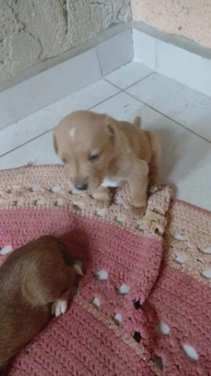 Cachorro ra a SRD-ViraLata idade Abaixo de 2 meses nome Ainda sem nome