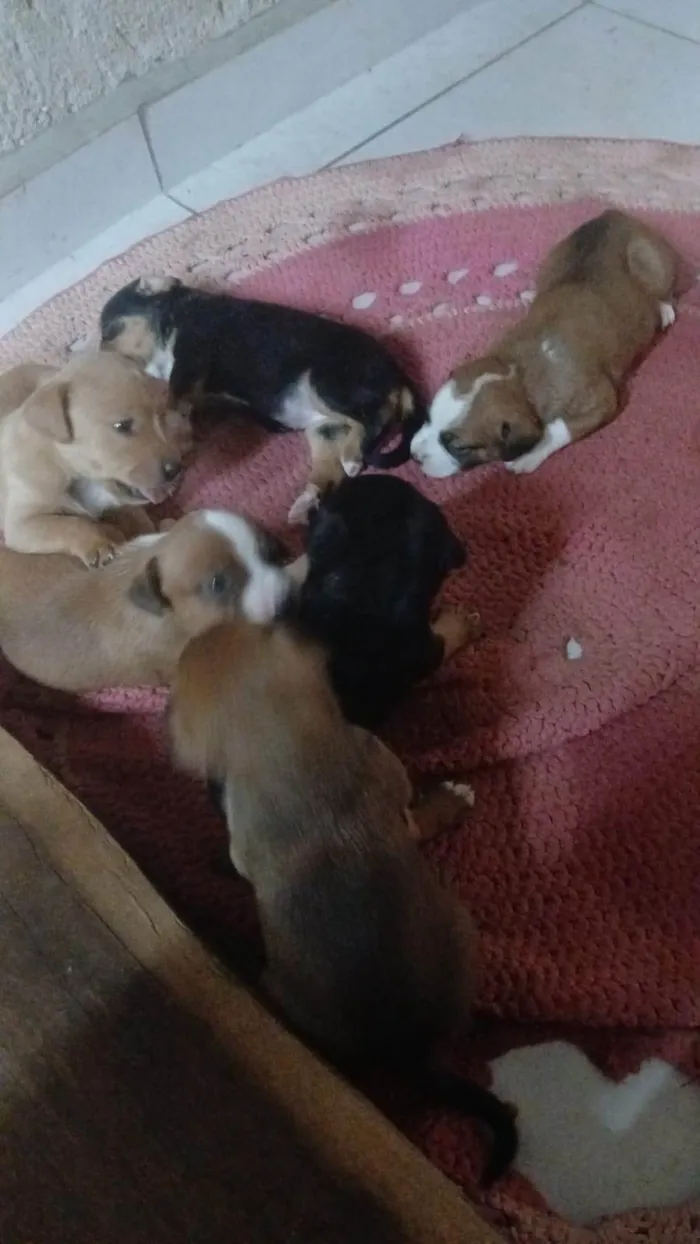 Cachorro ra a SRD-ViraLata idade Abaixo de 2 meses nome Ainda sem nome