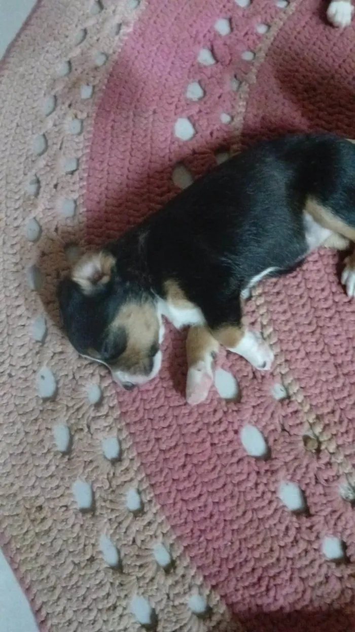 Cachorro ra a SRD-ViraLata idade Abaixo de 2 meses nome Ainda sem nome