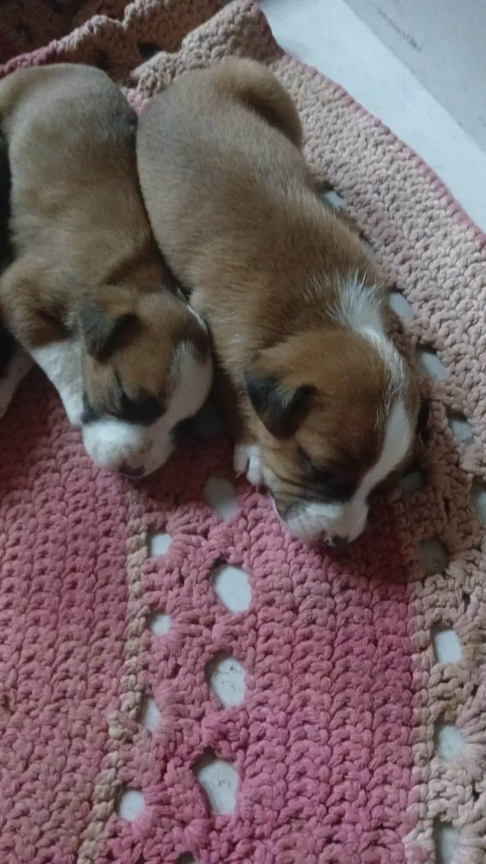 Cachorro ra a SRD-ViraLata idade Abaixo de 2 meses nome Ainda sem nome