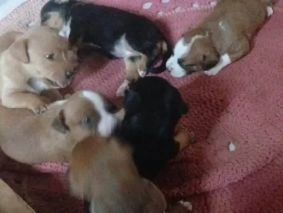 Cachorro raça SRD-ViraLata idade Abaixo de 2 meses nome Ainda sem nome