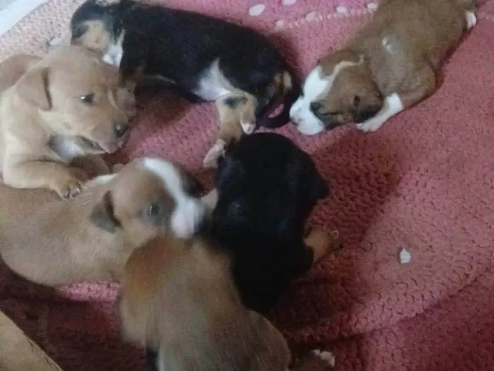 Cachorro ra a SRD-ViraLata idade Abaixo de 2 meses nome Ainda sem nome