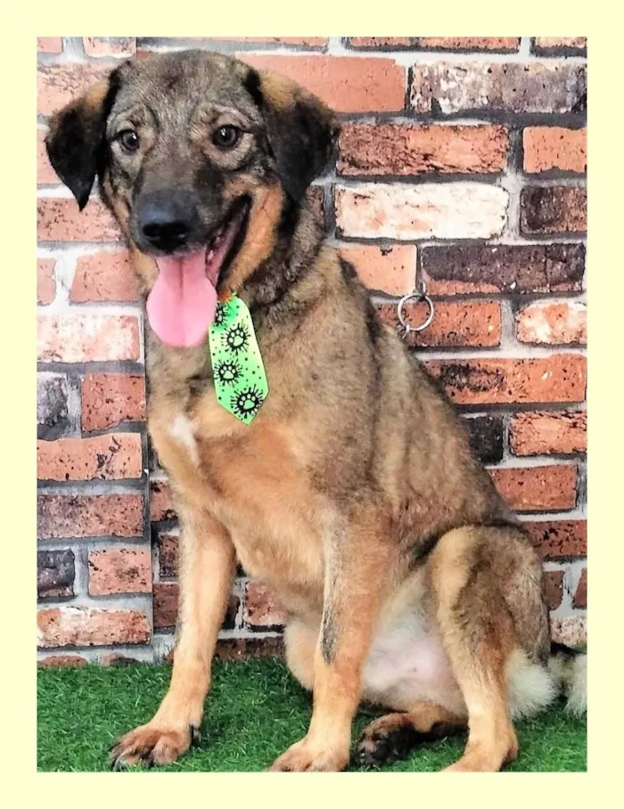Cachorro ra a SRD-ViraLata idade 2 anos nome Vítor 