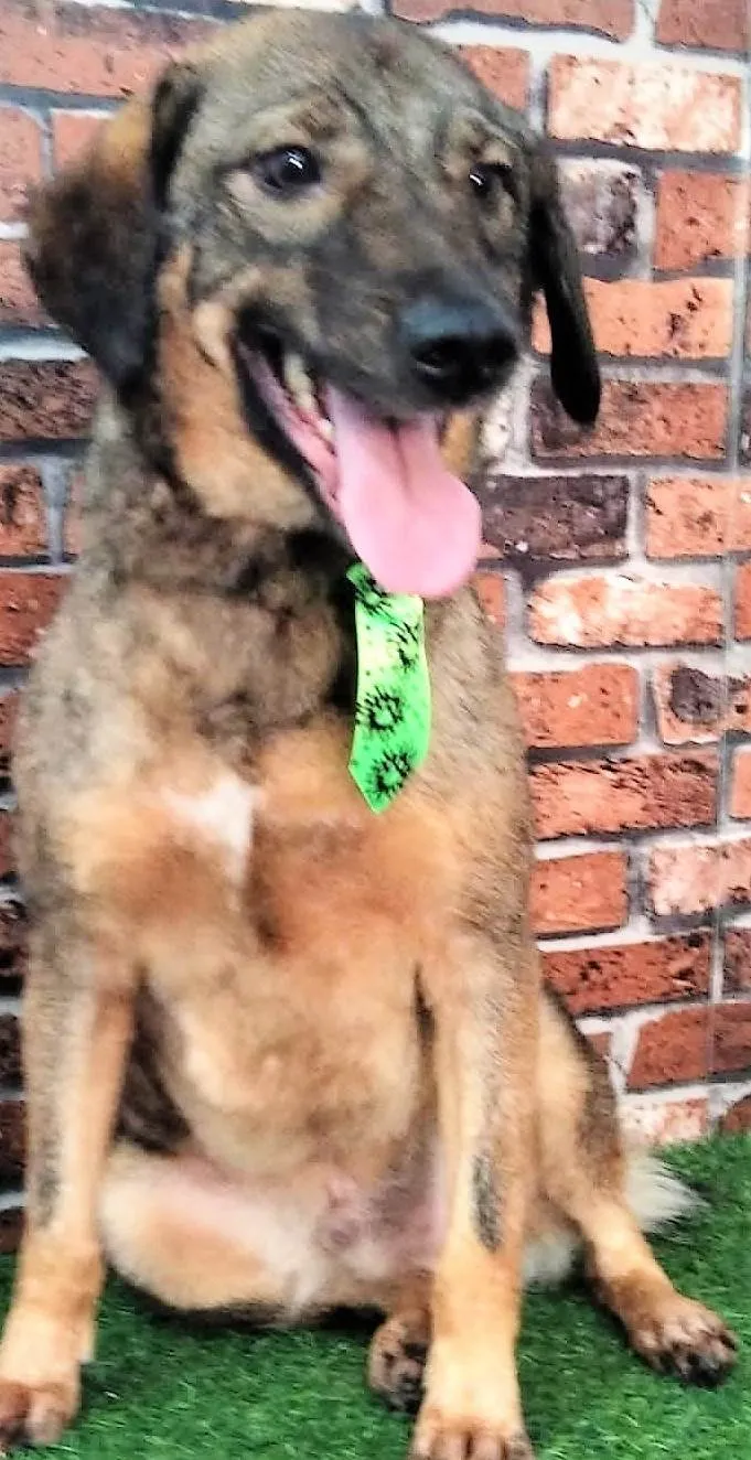 Cachorro ra a SRD-ViraLata idade 2 anos nome Vítor 