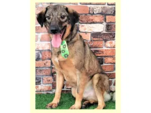 Cachorro raça SRD-ViraLata idade 2 anos nome Vítor 