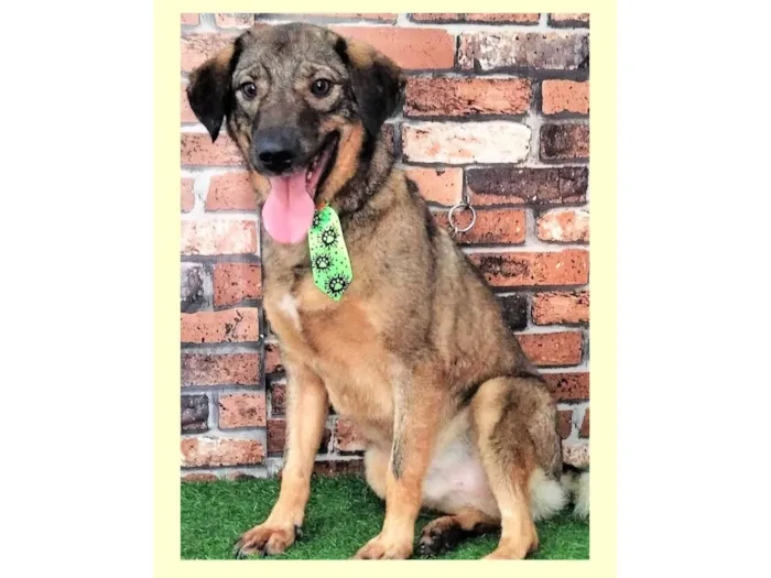Cachorro ra a SRD-ViraLata idade 2 anos nome Vítor 