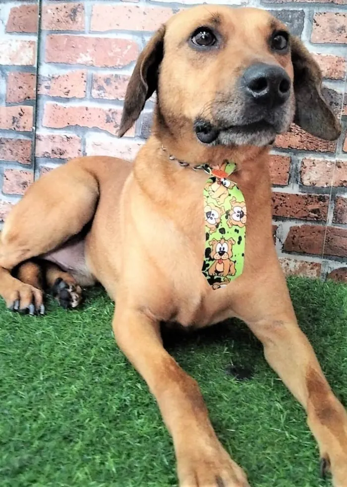 Cachorro ra a SRD-ViraLata idade 2 anos nome Pingo