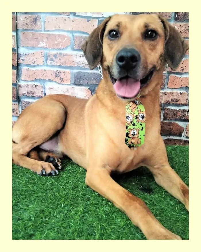 Cachorro ra a SRD-ViraLata idade 2 anos nome Pingo