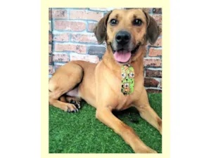 Cachorro raça SRD-ViraLata idade 2 anos nome Pingo