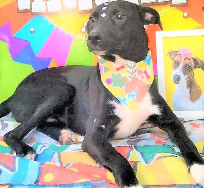 Cachorro ra a SRD-ViraLata idade 2 anos nome Pedrita