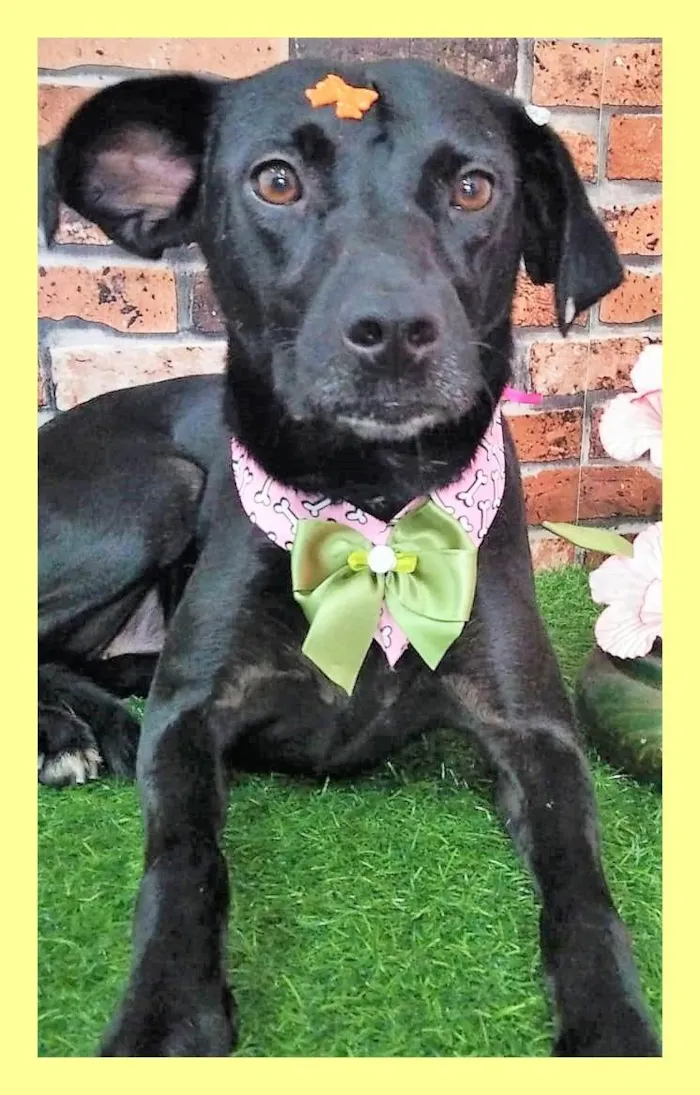 Cachorro ra a SRD-ViraLata idade 2 anos nome Pedrita