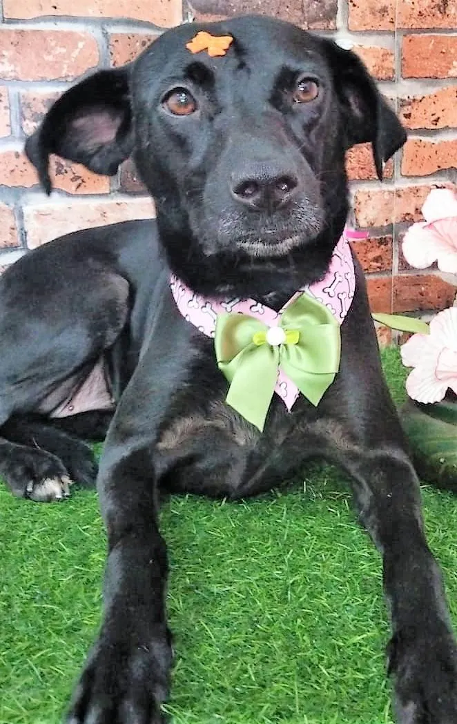Cachorro ra a SRD-ViraLata idade 2 anos nome Pedrita