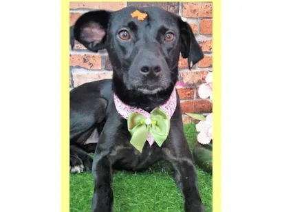 Cachorro raça SRD-ViraLata idade 2 anos nome Pedrita