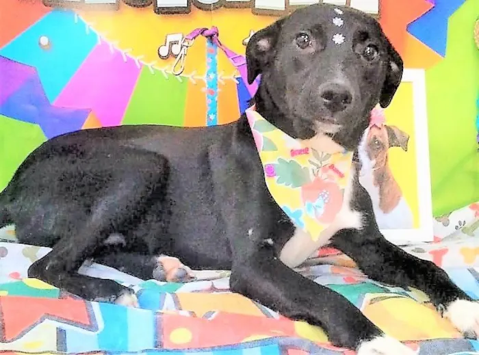 Cachorro ra a SRD-ViraLata idade 2 anos nome Daisy