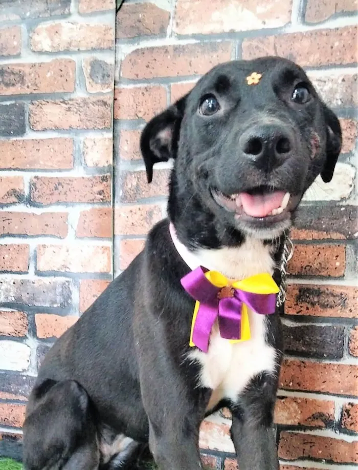 Cachorro ra a SRD-ViraLata idade 2 anos nome Daisy