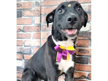 Cachorro raça SRD-ViraLata idade 2 anos nome Daisy