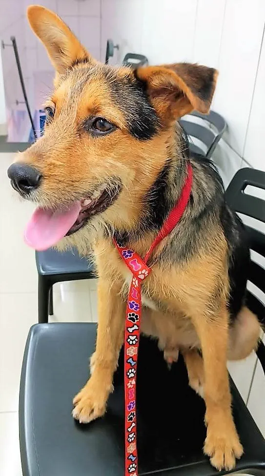 Cachorro ra a SRD-ViraLata idade 2 anos nome Benjamin