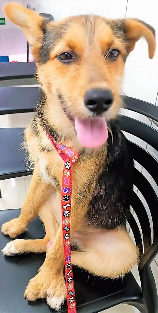 Cachorro ra a SRD-ViraLata idade 2 anos nome Benjamin