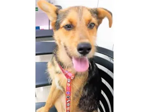 Cachorro raça SRD-ViraLata idade 2 anos nome Benjamin