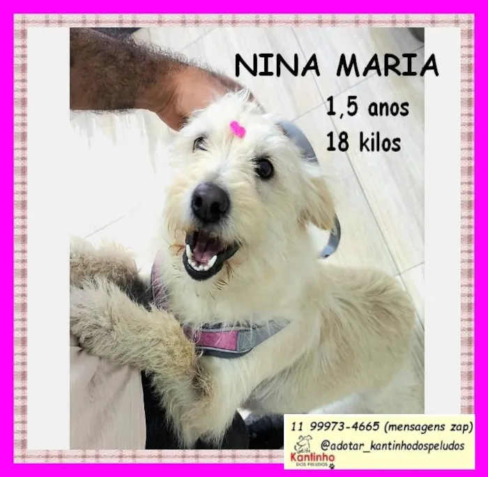 Cachorro ra a SRD-ViraLata idade 1 ano nome Nina Maria