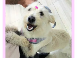 Cachorro raça SRD-ViraLata idade 1 ano nome Nina Maria
