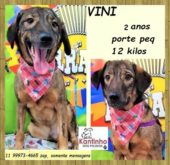 Cachorro ra a SRD-ViraLata idade 2 anos nome Vini