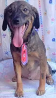 Vini