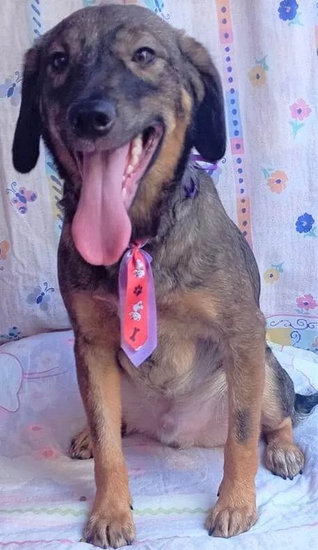 Cachorro ra a SRD-ViraLata idade 2 anos nome Vini