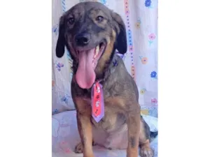 Cachorro raça SRD-ViraLata idade 2 anos nome Vini