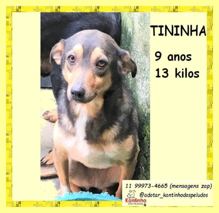 Cachorro ra a SRD-ViraLata idade 6 ou mais anos nome Tininha
