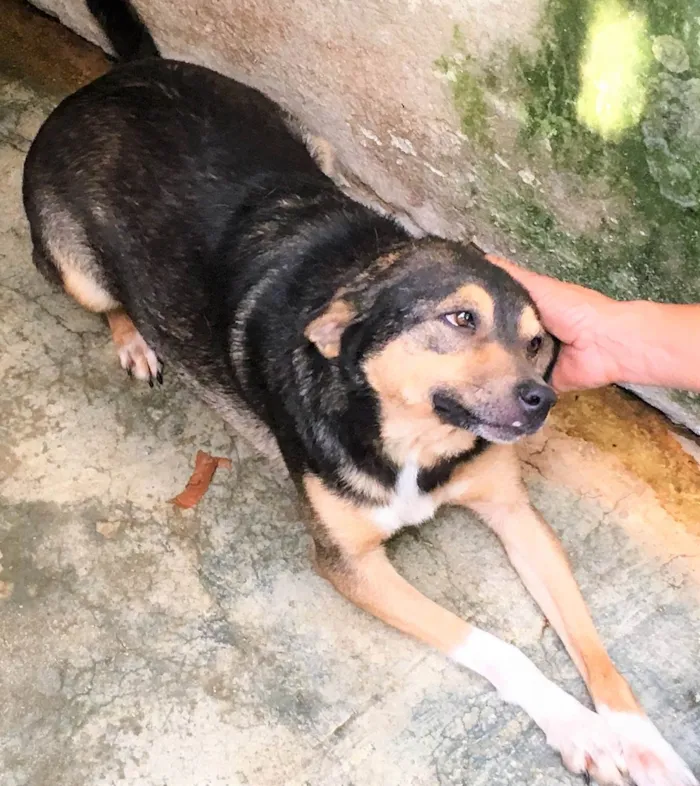 Cachorro ra a SRD-ViraLata idade 6 ou mais anos nome Tininha