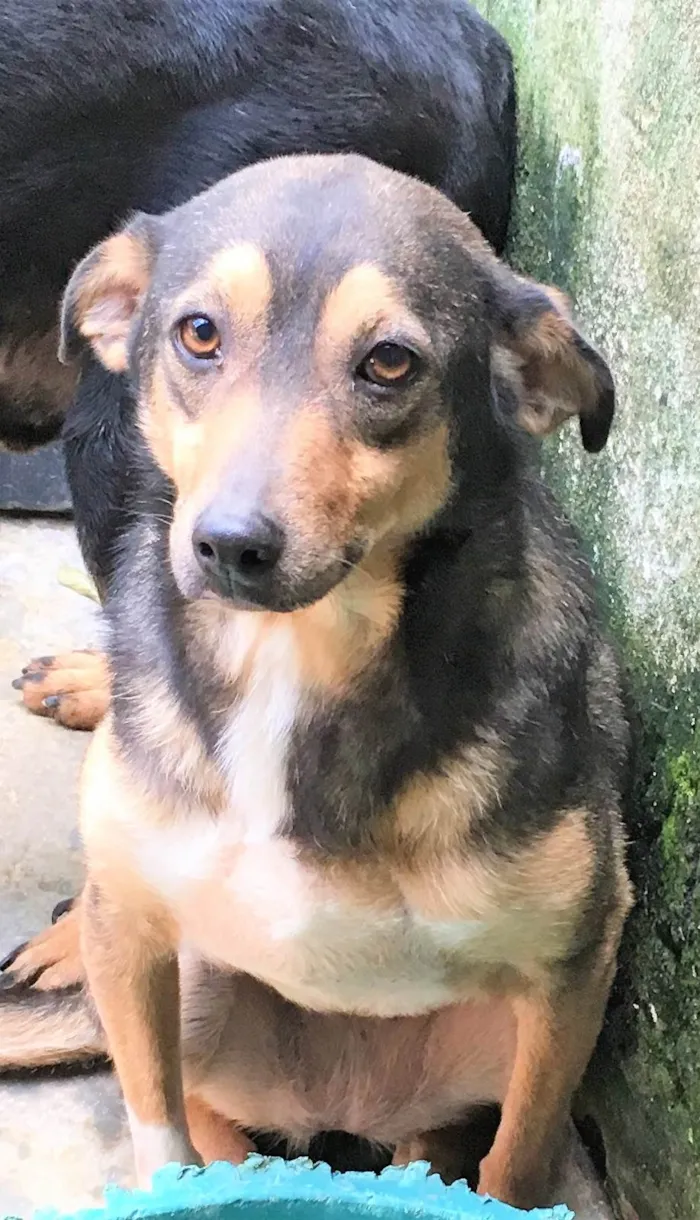 Cachorro ra a SRD-ViraLata idade 6 ou mais anos nome Tininha