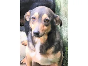 Cachorro raça SRD-ViraLata idade 6 ou mais anos nome Tininha