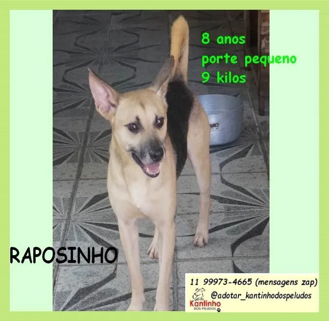 Cachorro ra a SRD-ViraLata idade 6 ou mais anos nome Raposinho