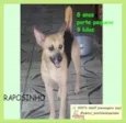 Raposinho