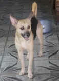 Raposinho