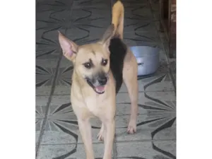 Cachorro raça SRD-ViraLata idade 6 ou mais anos nome Raposinho
